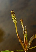 IMG_0988