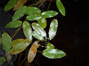P1040240