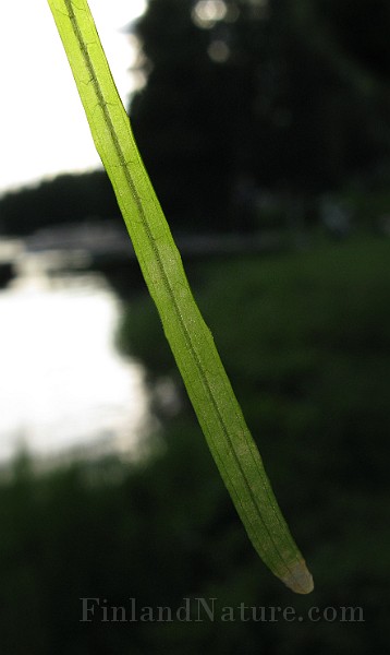 IMG_2750.jpg