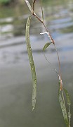 IMG_2642