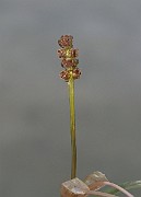 IMG_2644