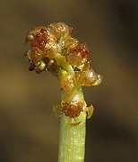 IMG_2346