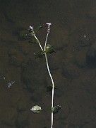IMG_4942