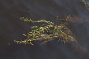 IMG_8265