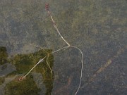 IMG_4678