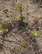IMG_0541