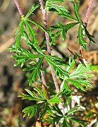 IMG_6831