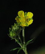 IMG_6834
