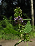 IMG_3221