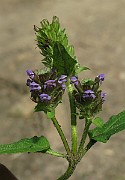 IMG_3225