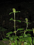 IMG_3233