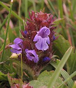 Prunella_vulgaris2