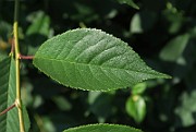 IMG_0125