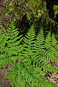 IMG_3919