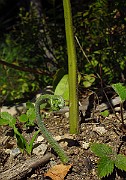 IMG_3921