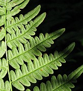 IMG_2785b