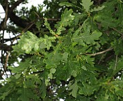 IMG_2717