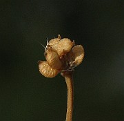 IMG_4653