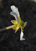 IMG_0067