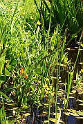 IMG_0952