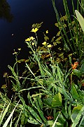 IMG_1016
