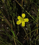 IMG_0016