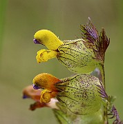 IMG_0129