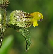 IMG_6232b