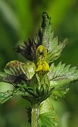 IMG_6233