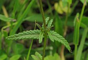IMG_6510
