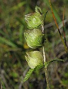 IMG_6866