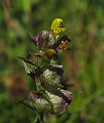 IMG_6867