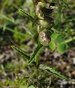 IMG_6869