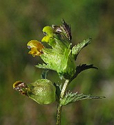 IMG_6872