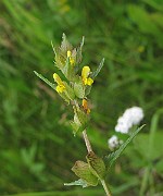 IMG_7583