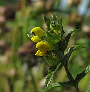 IMG_9408