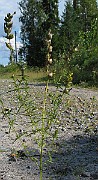IMG_9409