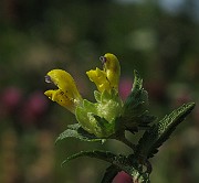 IMG_9411