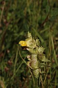 IMG_1223