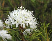 Ledum_palustre1