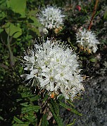 WildFlower17