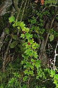 IMG_0785