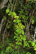 IMG_0786