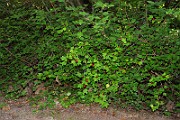IMG_0793