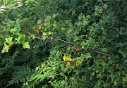 IMG_3761