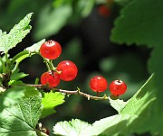 IMG_7895
