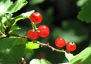 IMG_7897