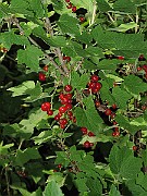IMG_7902