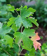 IMG_6764