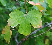 IMG_6766